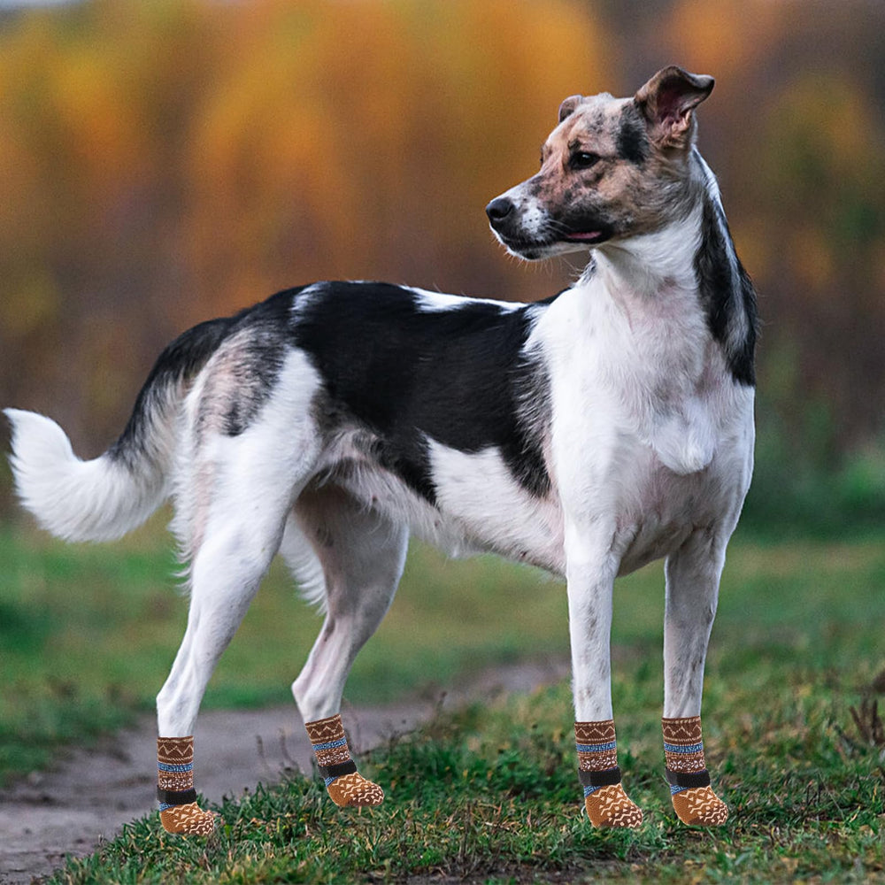 KOOLTAIL dog socks covering a dog's paws for indoor or outdoor use.