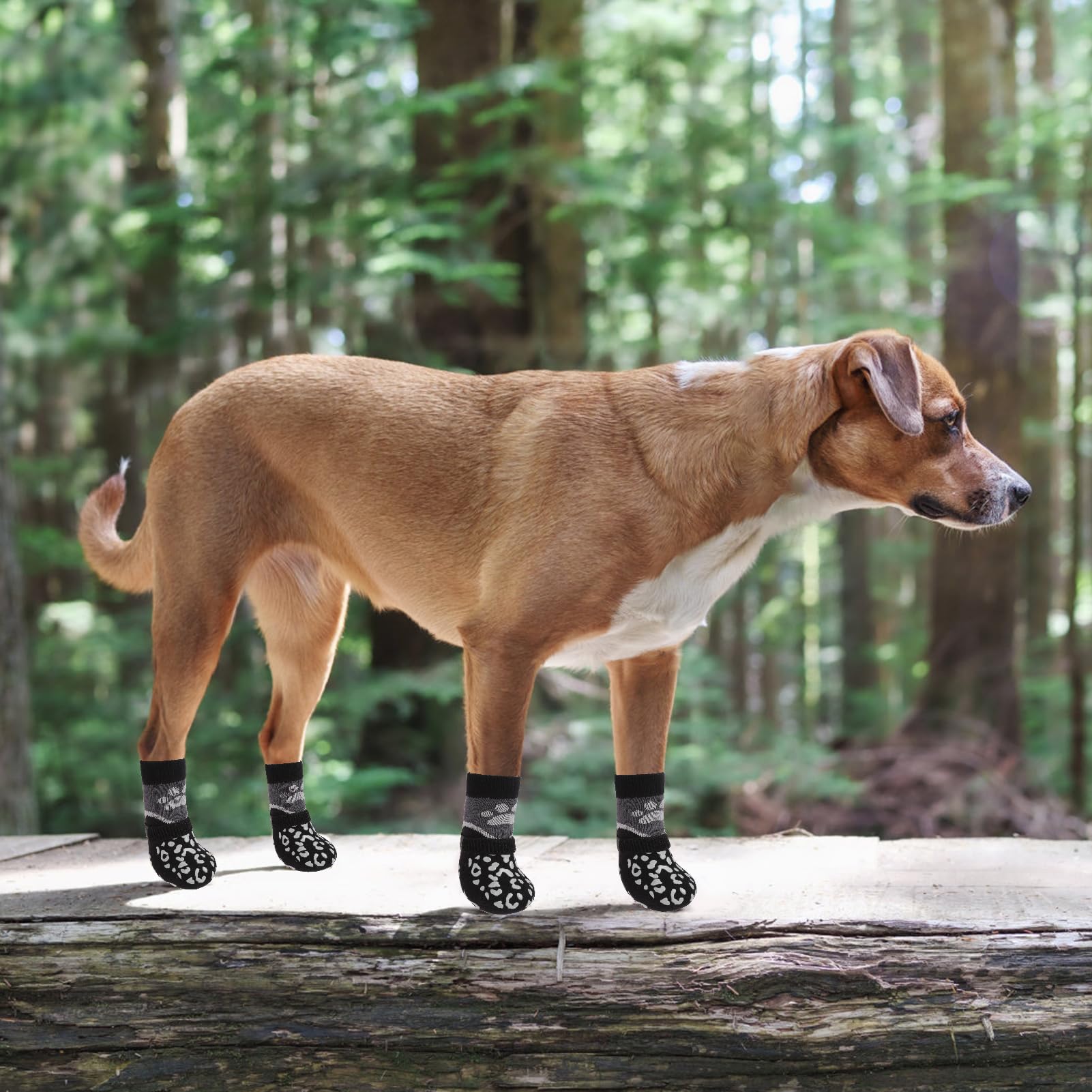 KOOLTAIL dog socks size guide highlighting the large-fit measurements.