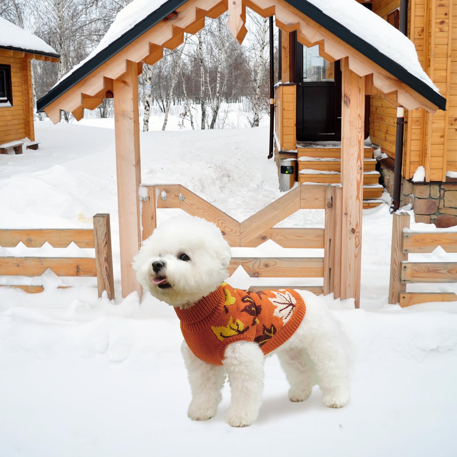 KOOLTAIL dog sweater shown on a cat wearing the orange pullover.