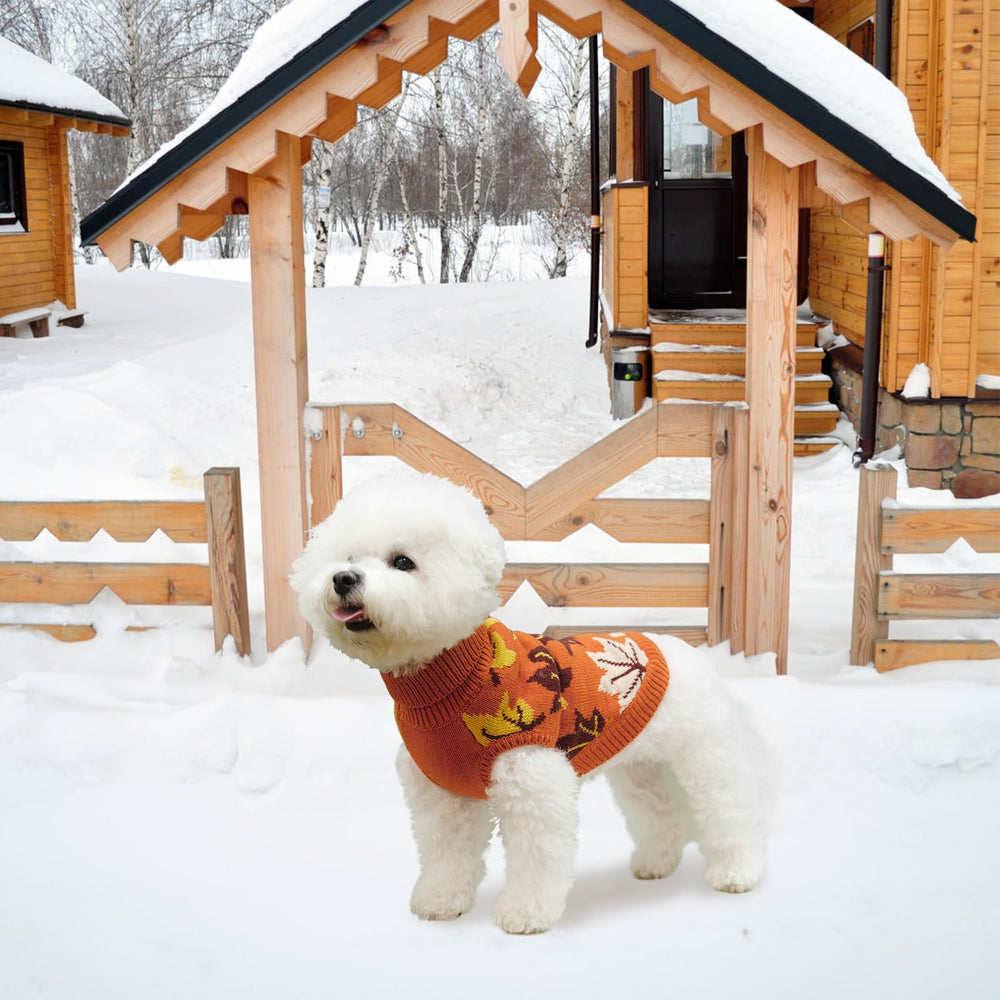 KOOLTAIL dog sweater shown on a cat wearing the orange pullover.