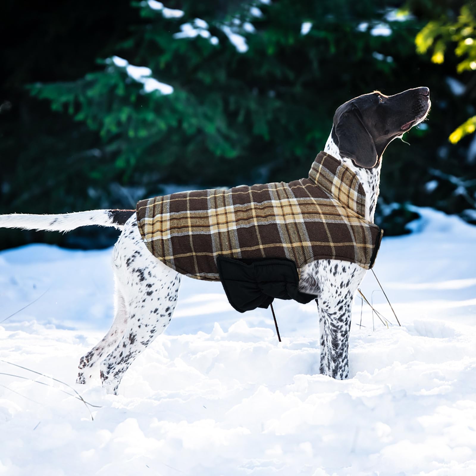Kuoser waterproof dog coat shown being worn by a dog.