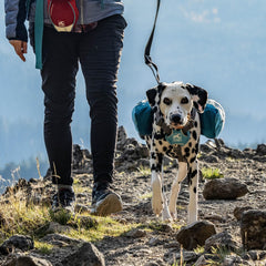 Kurgo Baxter Dog Backpack Harness rear leash ring shown in detail.