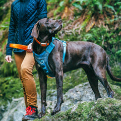 Kurgo Journey Air Dog Harness showing its back handle and reflective trim.