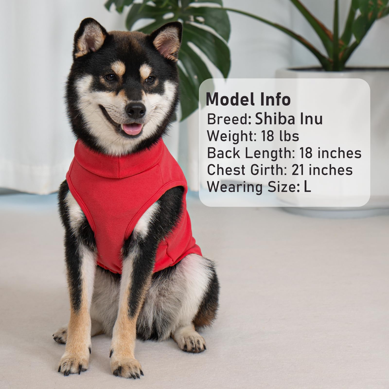 A dog wearing a KYEESE dog coat for indoor daily wear.