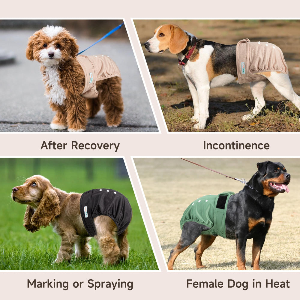 Langsprit female dog diaper shown being worn by a female dog.