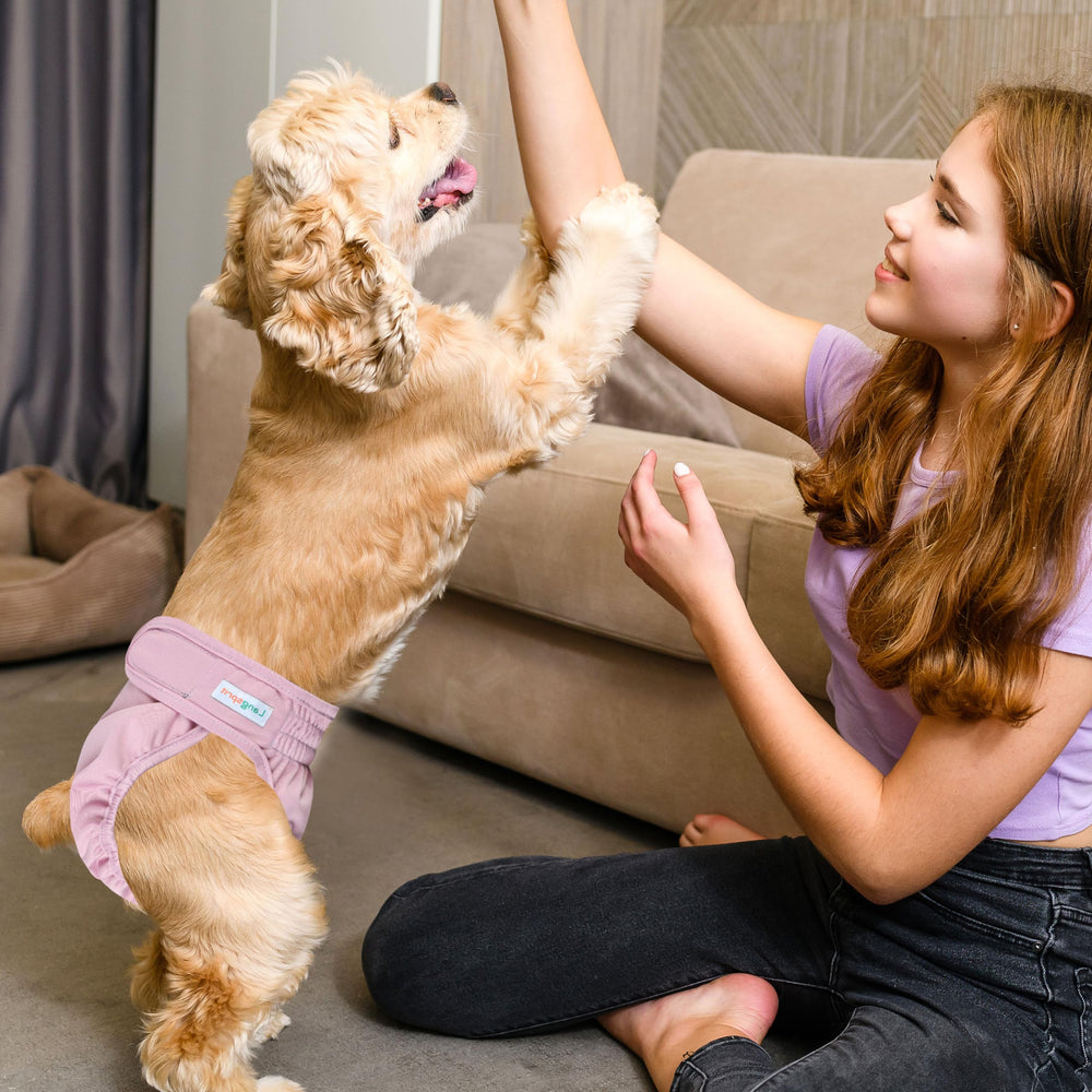 Langsprit washable female dog diaper worn by a dog.