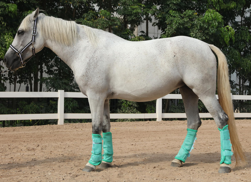 LEAFOREST horse fly boots fitted on a horse's legs.