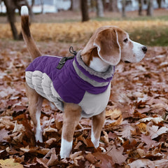 LeLePet dog coat shown worn by a dog.