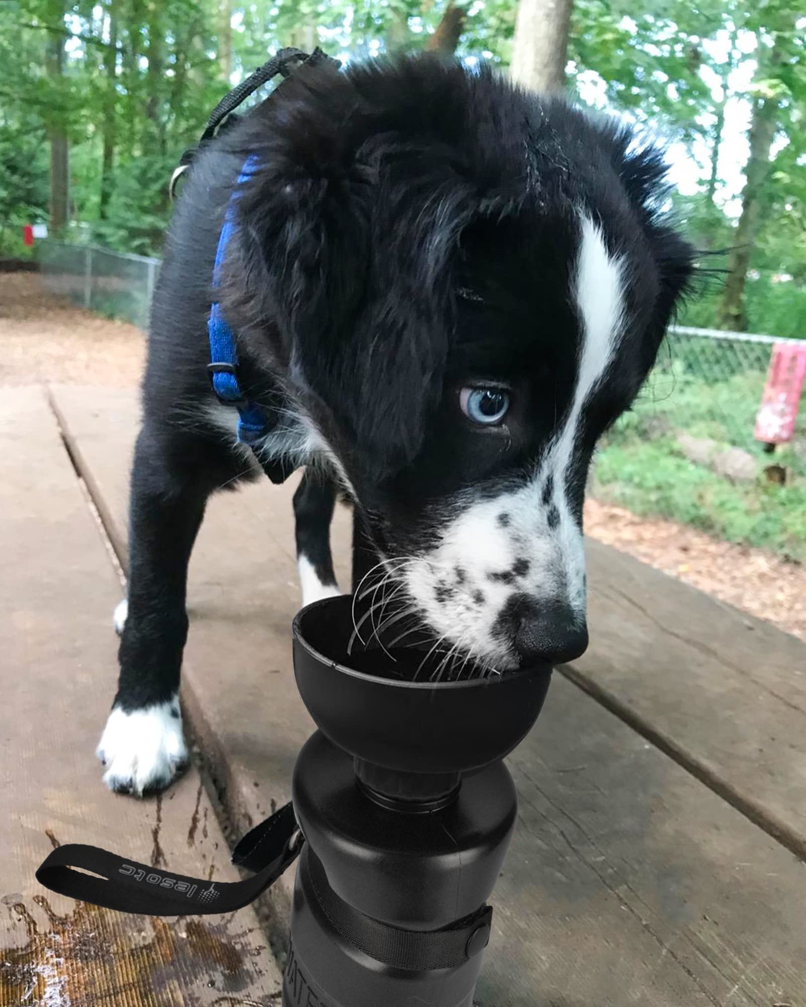 lesotc Dog Water Bottle with the carabiner attachment.