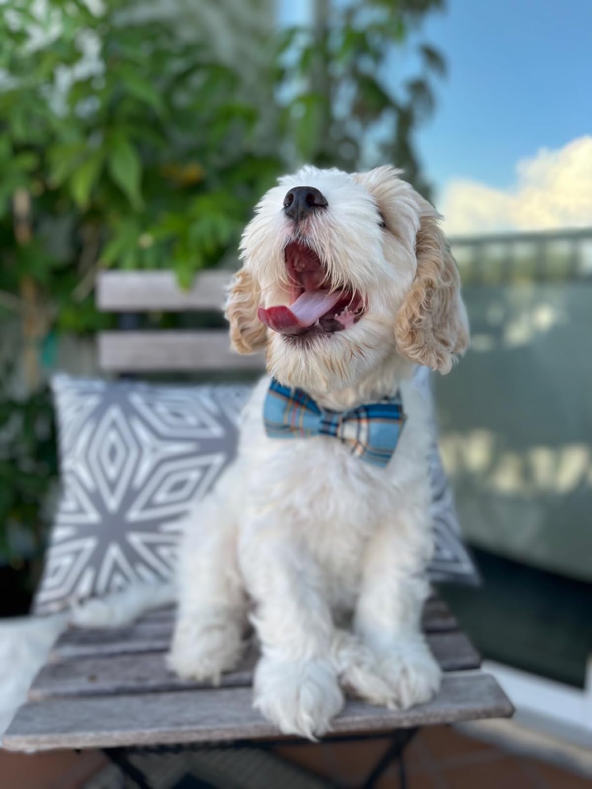 Lionet Paws dog collar shown worn with its blue plaid bowtie attached.