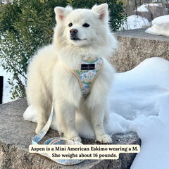 Lucy & Co. adjustable dog harness shown at an adjustment point.