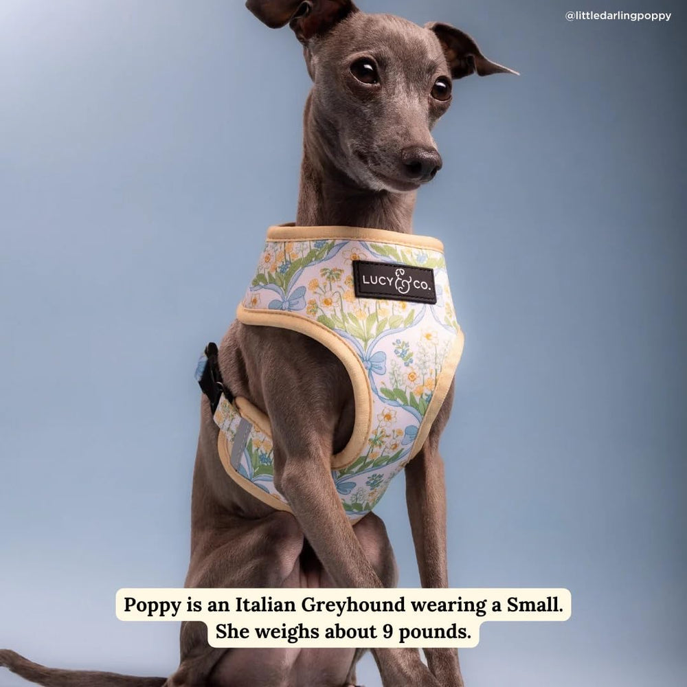 Lucy & Co. dog harness shown from a side angle.