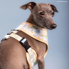 Lucy & Co. Sunshine Daffodils dog harness shown in its named print.