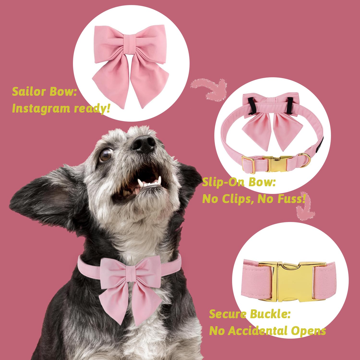 M MACA BATES dog collar shown worn by a dog for an everyday look.