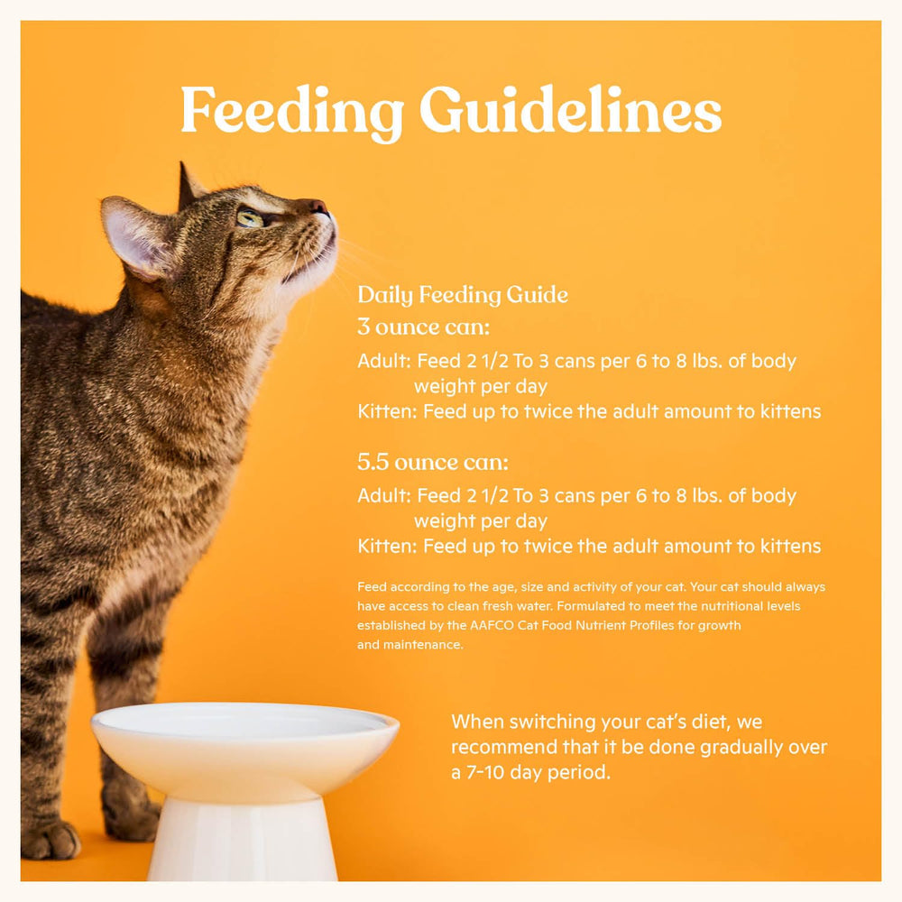 Made by Nacho pâté wet cat food shown being served to a cat.