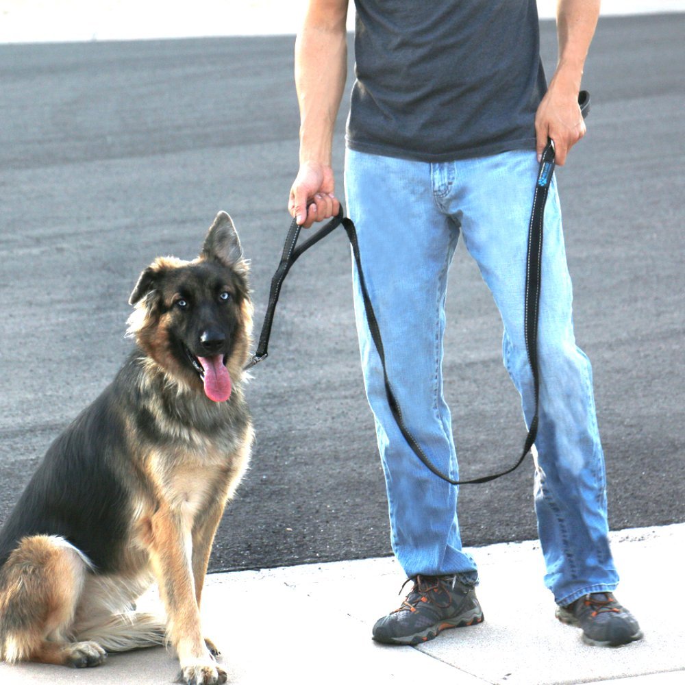 Max and Neo Double Handle Traffic Dog Leash with its heavy-duty metal clasp in focus.