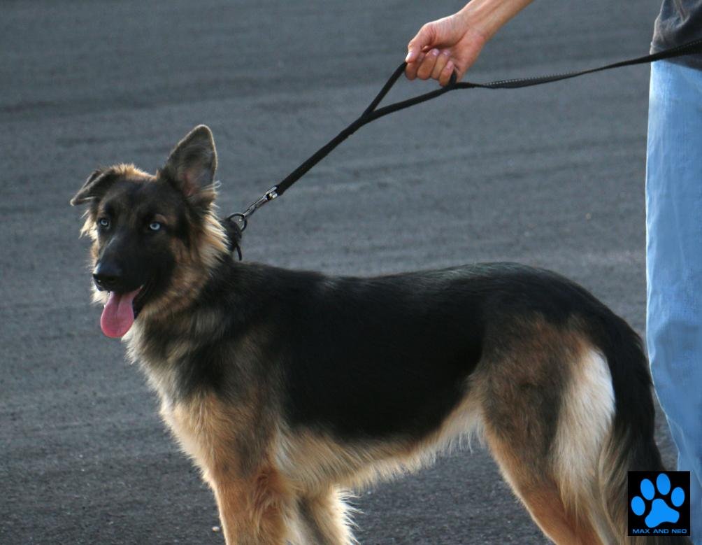 Max and Neo Double Handle Traffic Dog Leash showing its reflective stitching.