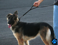 Max and Neo Double Handle Traffic Dog Leash showing its reflective stitching.