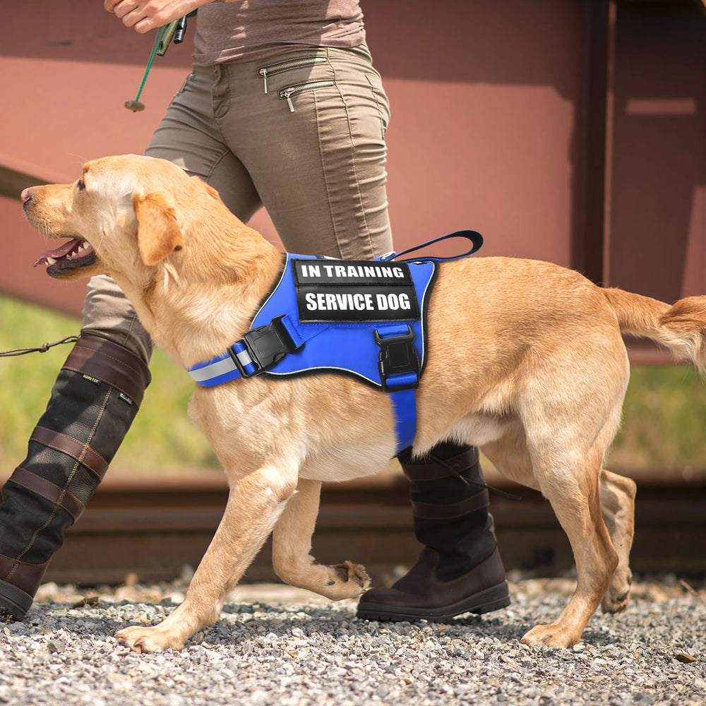 MOOGROU service dog harness shown on a dog during a walk.