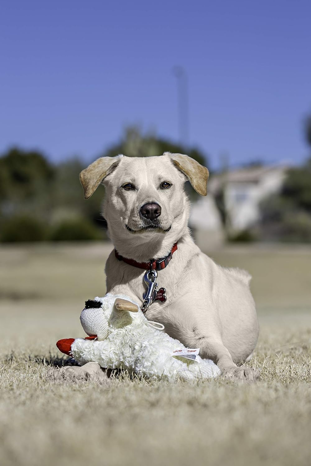 Multipet Lamb Chop dog toys shown together as a three-pack.