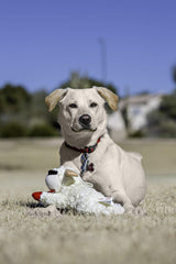 Multipet Lamb Chop dog toys shown together as a three-pack.