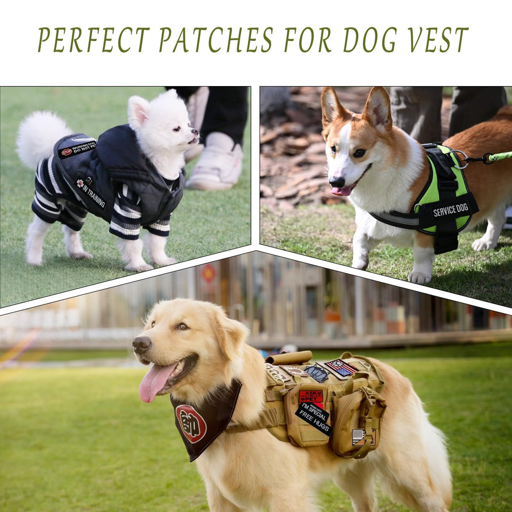 Naturahand dog harness patch shown on a dog collar.
