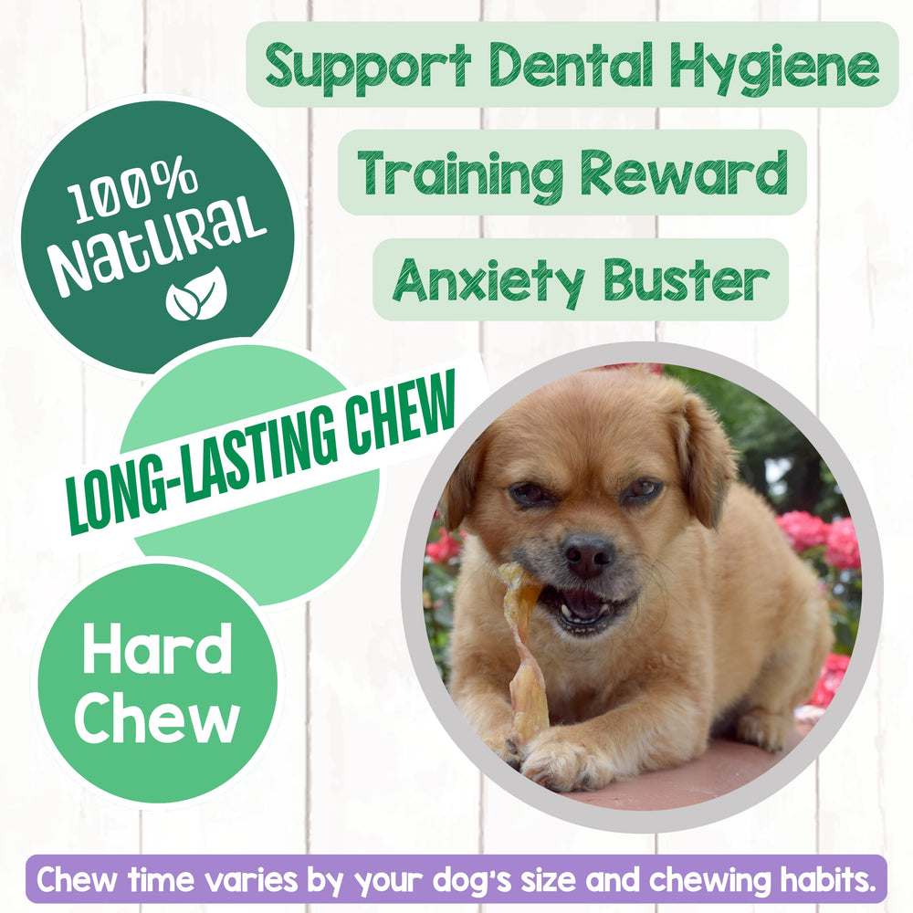 A dog chewing a Nature Gnaws Beef Tendon.