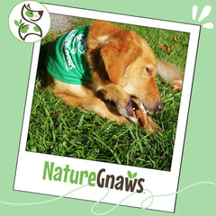 Nature Gnaws bully stick rings shown as natural beef pizzle dog chews.