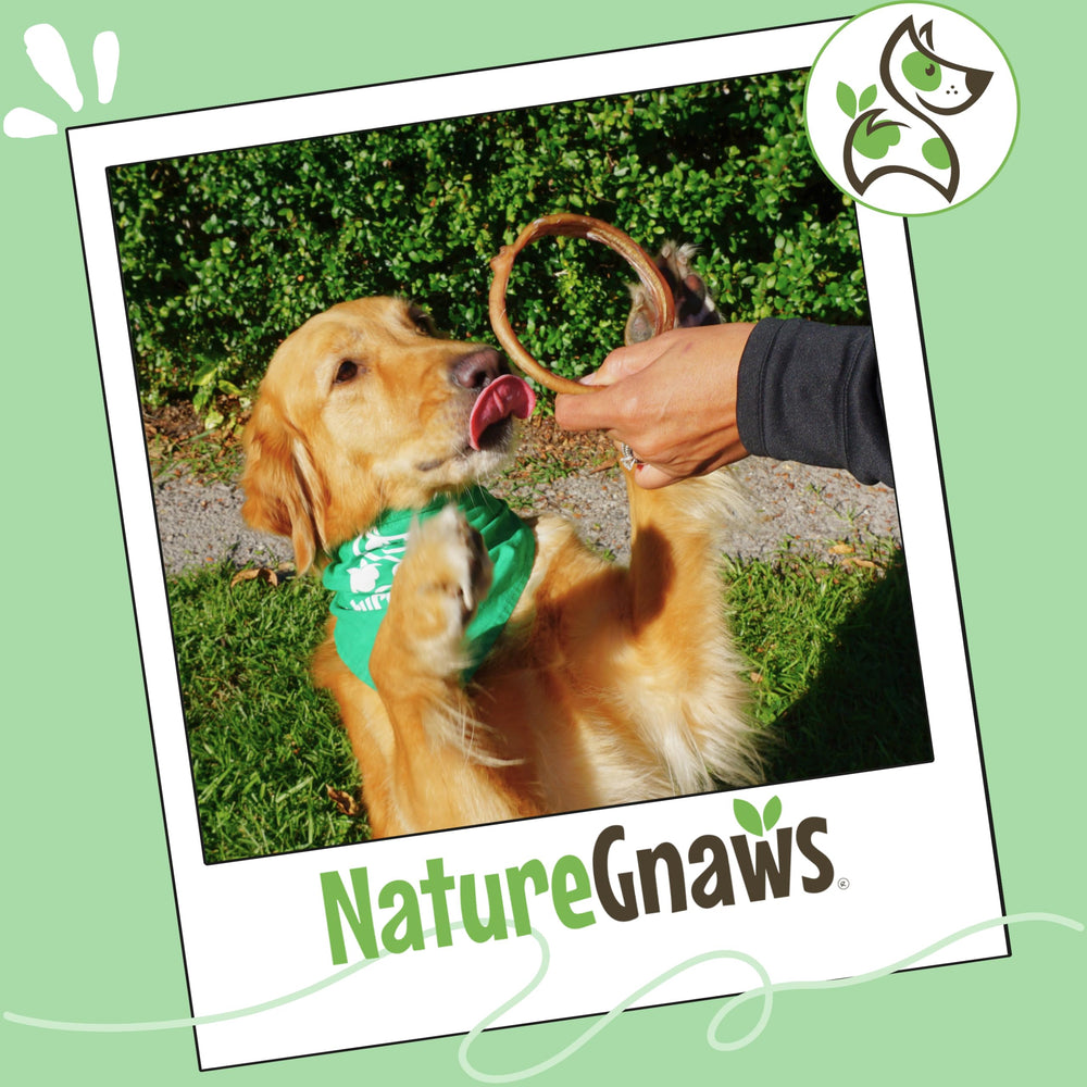 Nature Gnaws bully stick rings shown as a rawhide-free chew option.