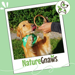Nature Gnaws bully stick rings shown as a rawhide-free chew option.