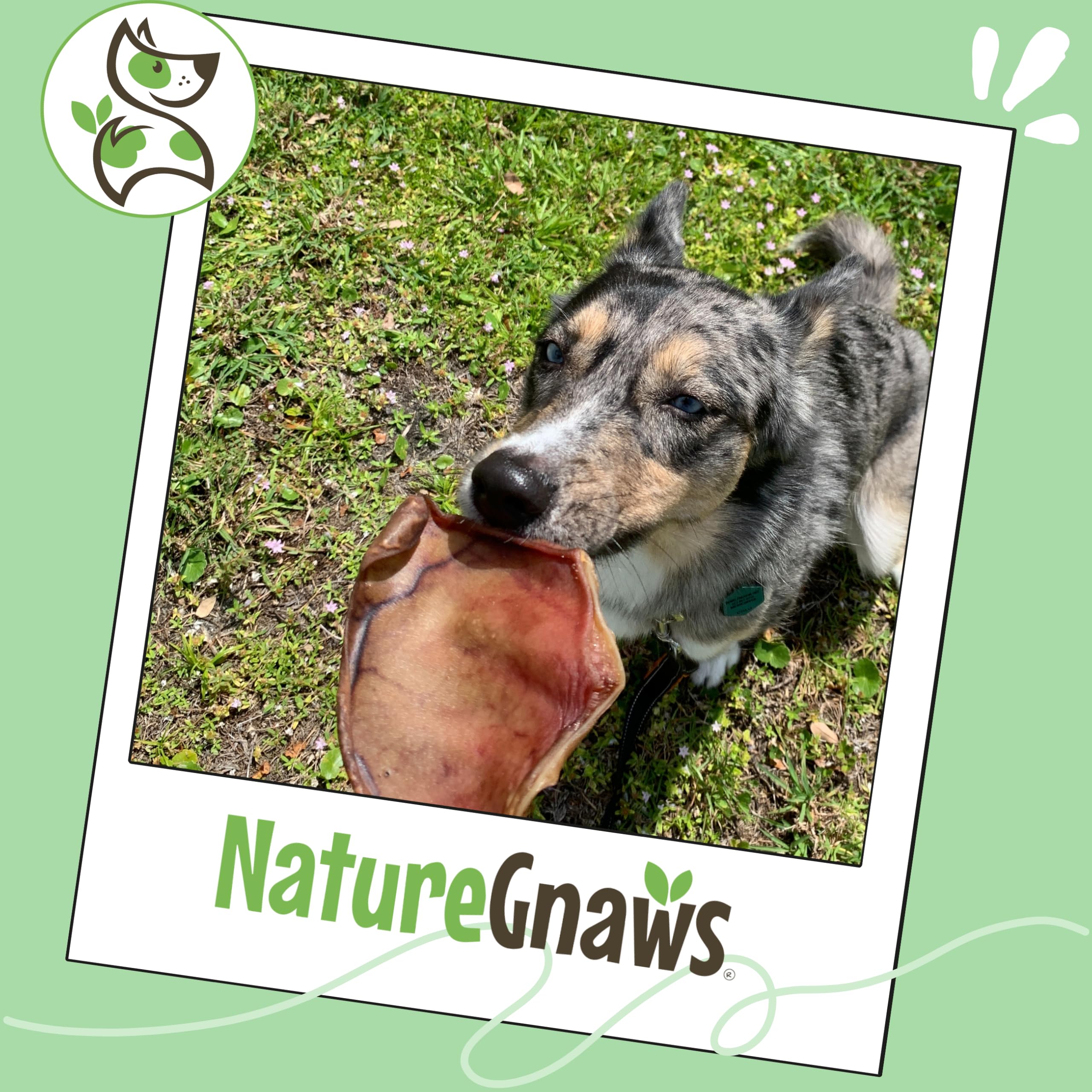 Nature Gnaws Pig Ears shown with their single-ingredient pork focus.