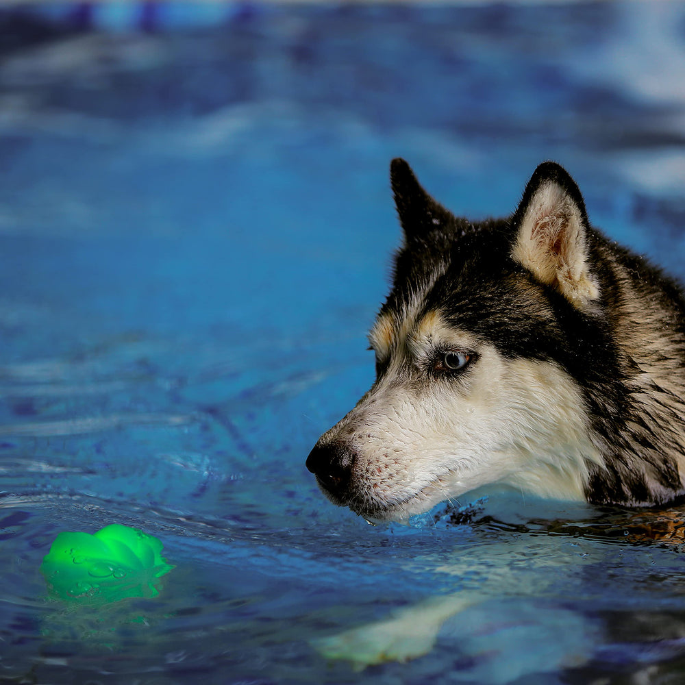 Nite Ize GlowStreak Wild LED Ball used for an active dog’s fetch game.