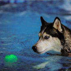 Nite Ize GlowStreak Wild LED Ball used for an active dog’s fetch game.