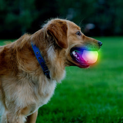 Nite Ize GlowStreak Wild LED Ball floating during water play.