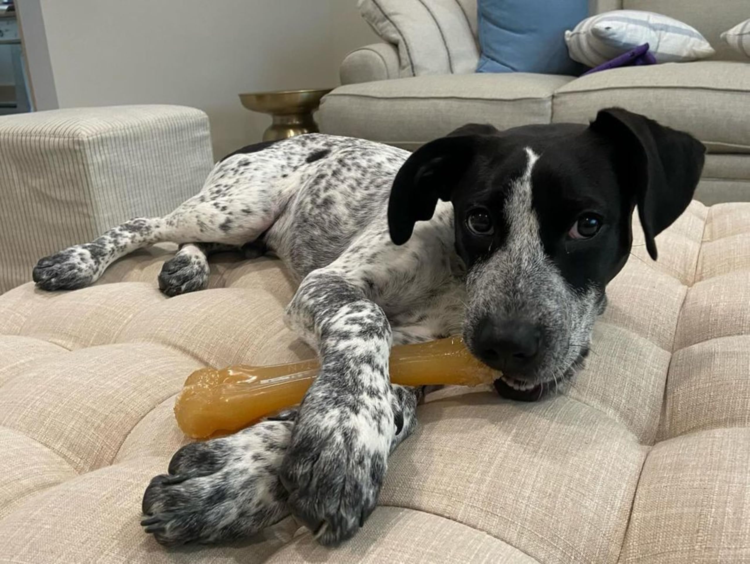 Nylabone Flexi Chew Gumabone featuring chicken flavor infused throughout.