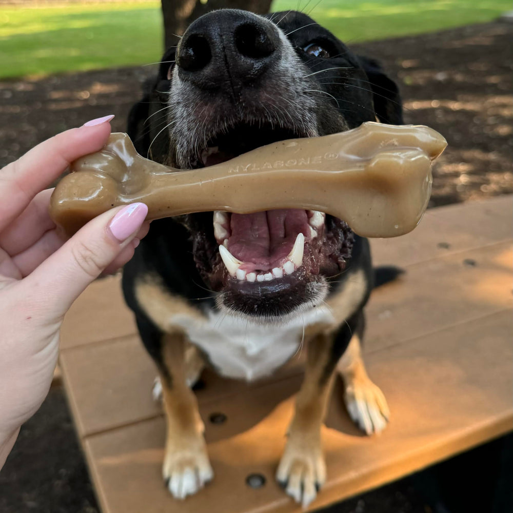 Nylabone Gourmet Style dog chew toys presented as a two-toy pack.
