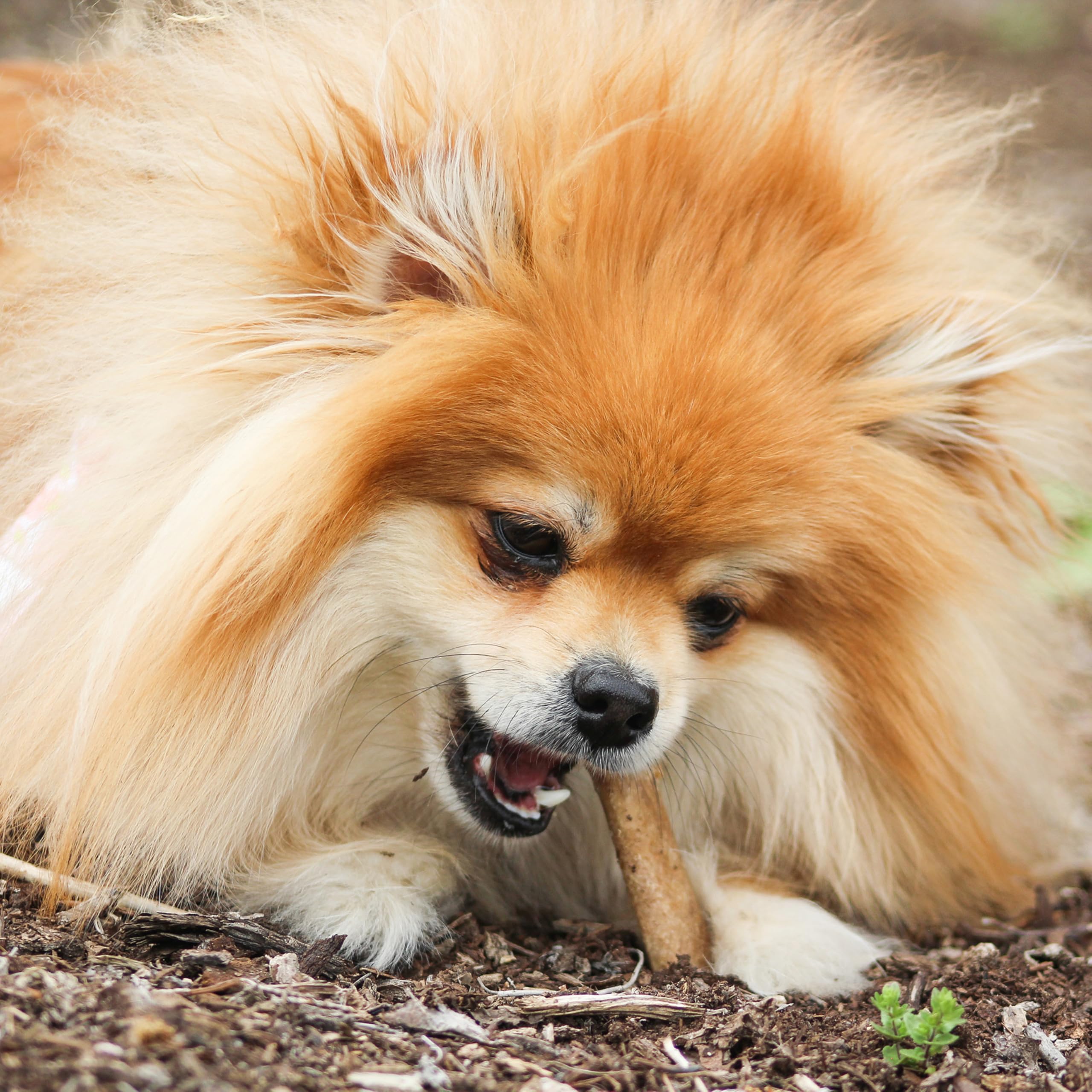 Nylabone Healthy Edibles edible chew bone shown in close-up.