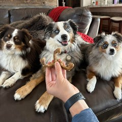Nylabone Healthy Edibles dog chews featuring the bison flavor packaging.