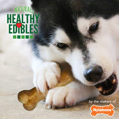 A dog chewing a Nylabone Healthy Edibles edible dog treat.