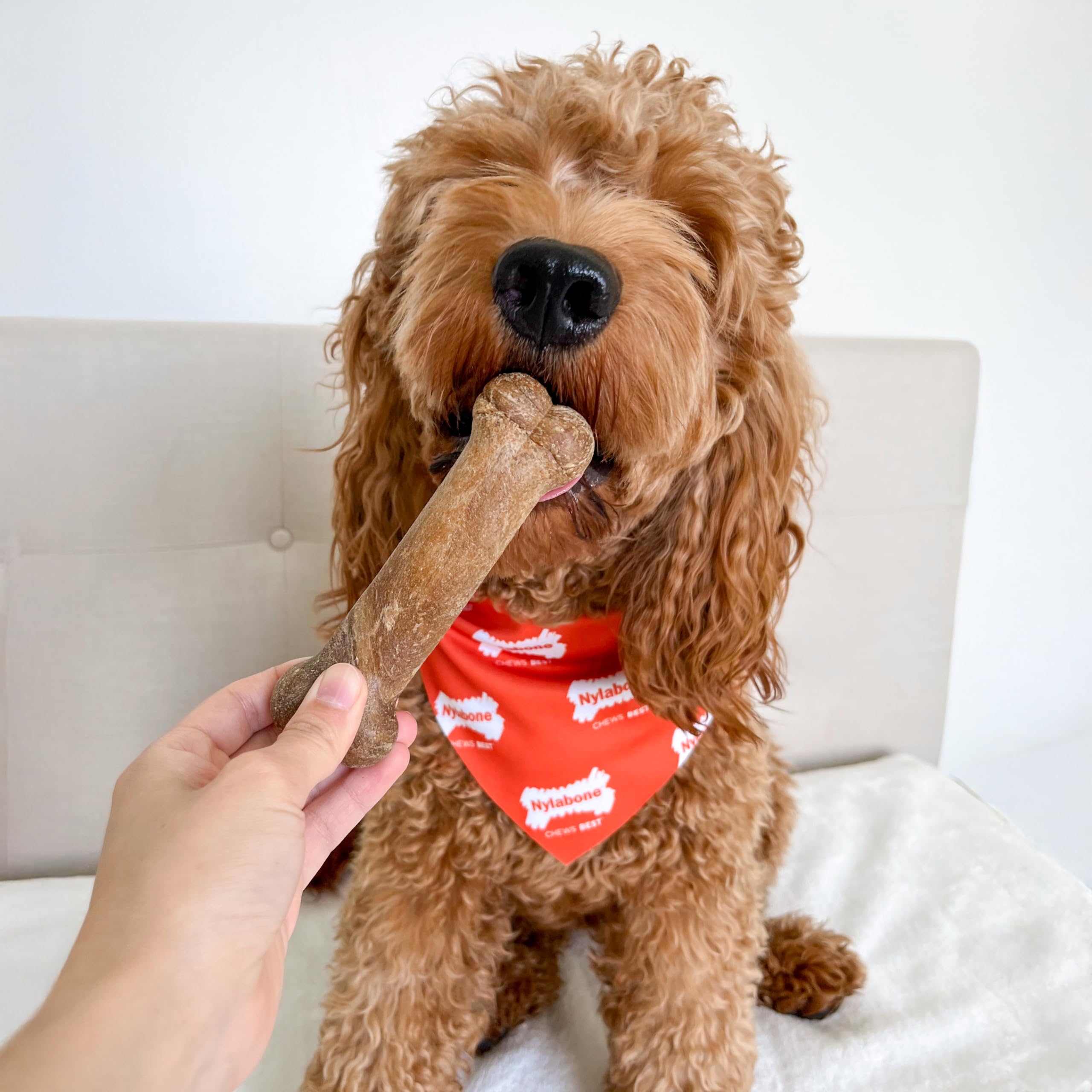 Nylabone Healthy Edibles dog chews displayed together as a flavor assortment.