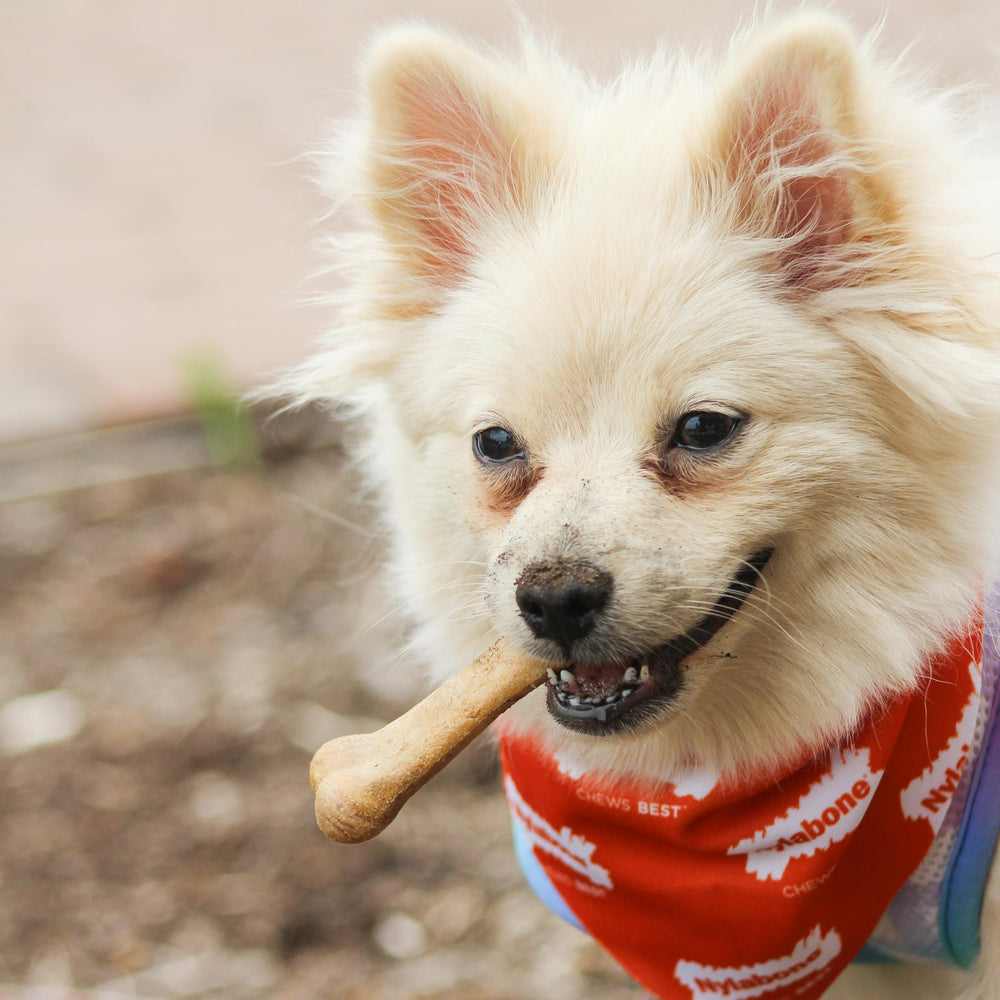 Nylabone Healthy Edibles variety pack featuring both treat flavors.