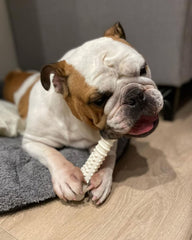 Nylabone Textured Knuckle Bone Power Chew with its surface texture in close view.