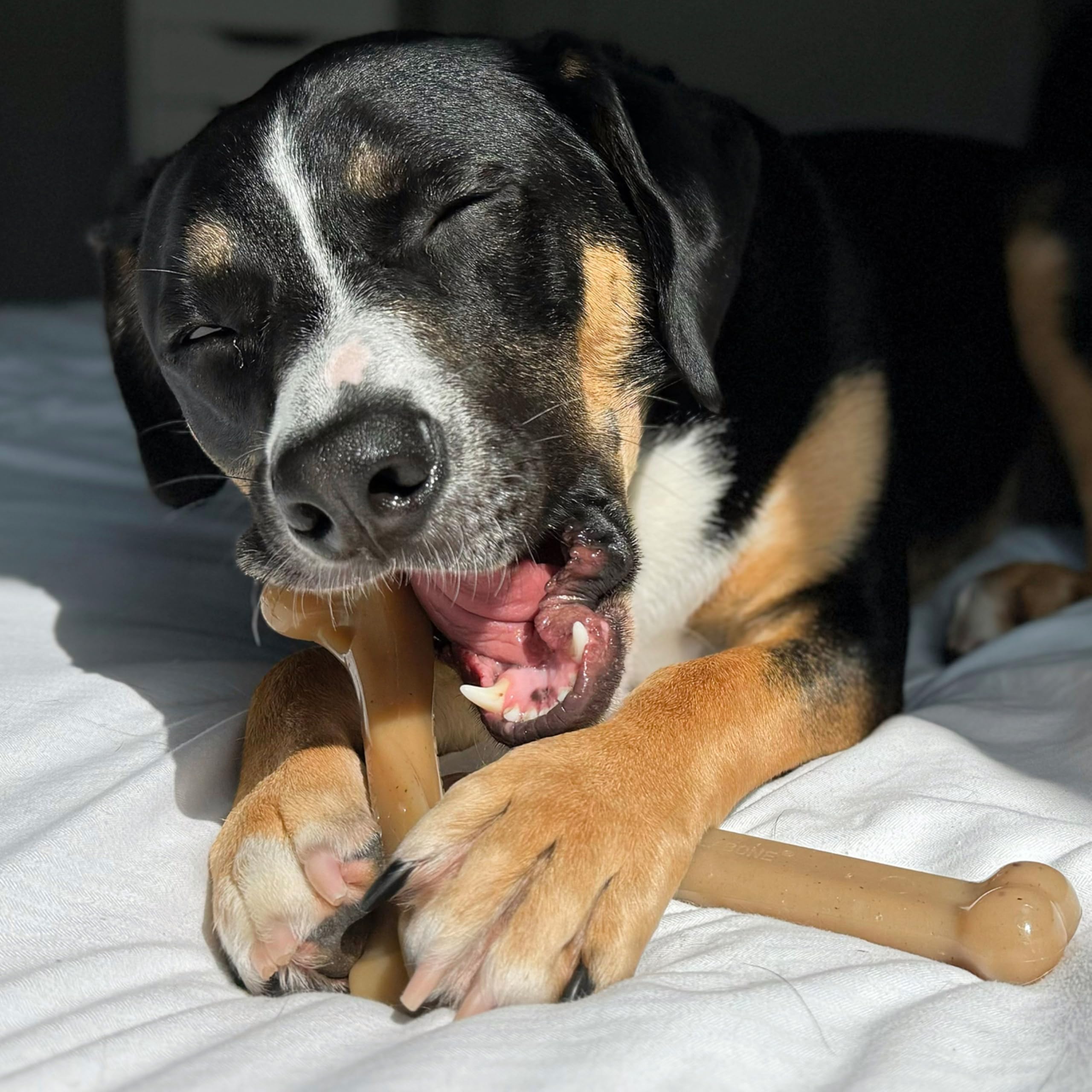 Nylabone Large Gourmet Style dog chew toy shown in profile.