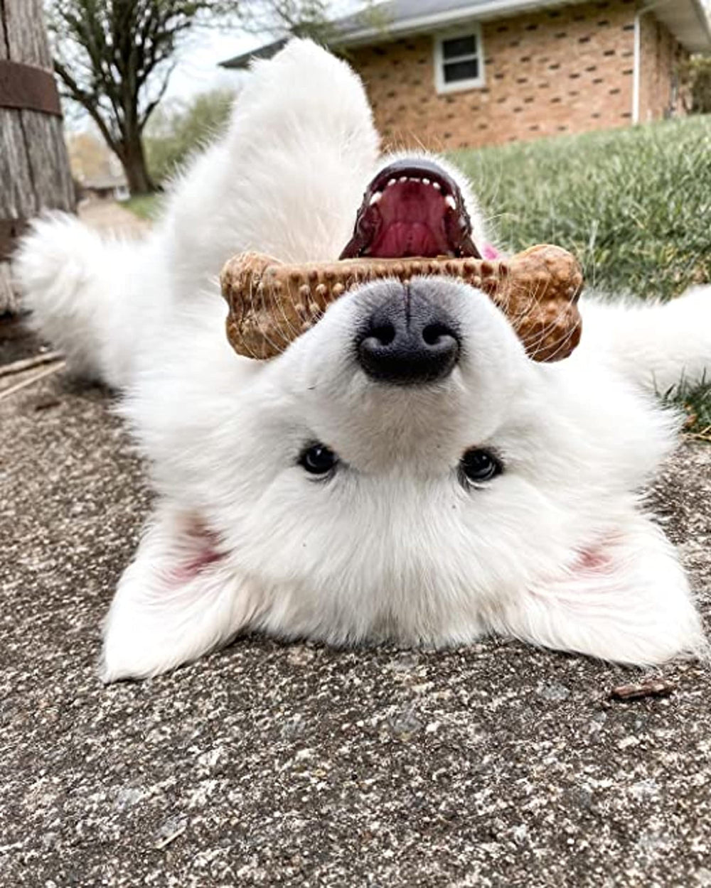 A dog chewing a Nylabone Nubz dog treat.