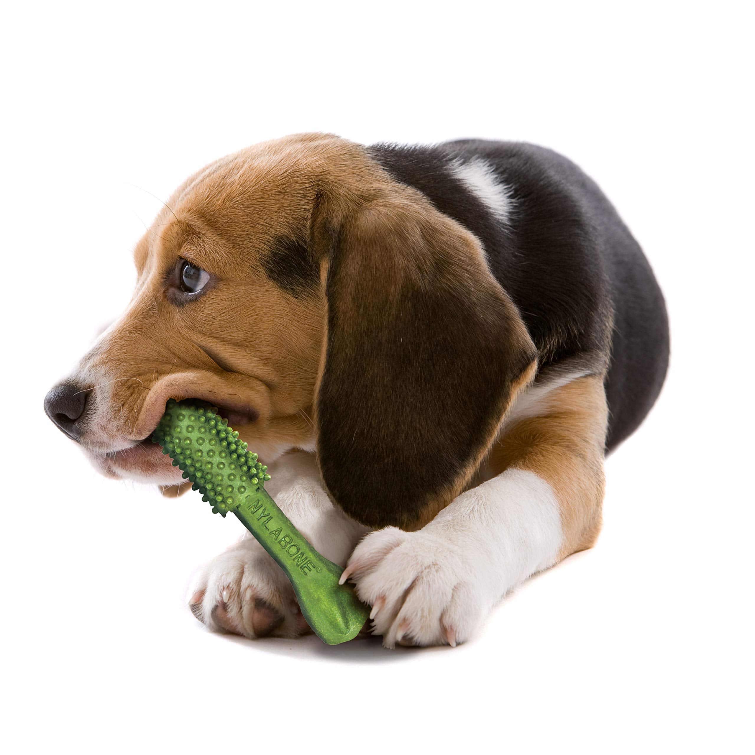 Nylabone Nutri Dent dental chew shown with its compact shape.