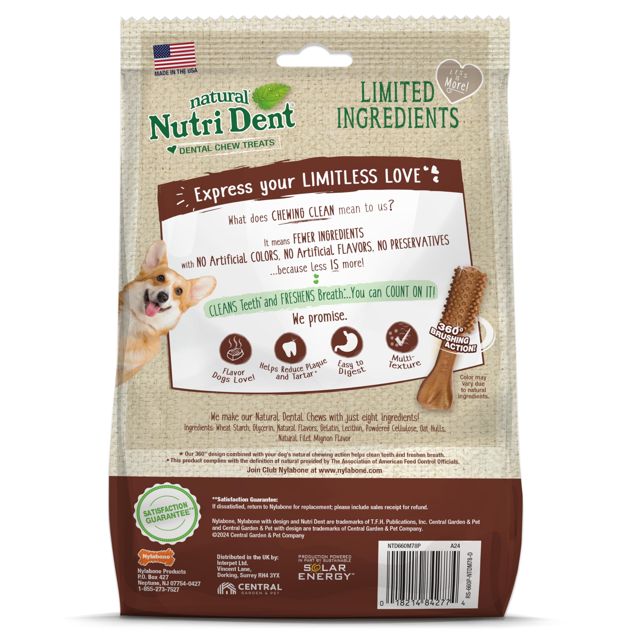 A small dog enjoying a Nylabone Nutri Dent dental chew.