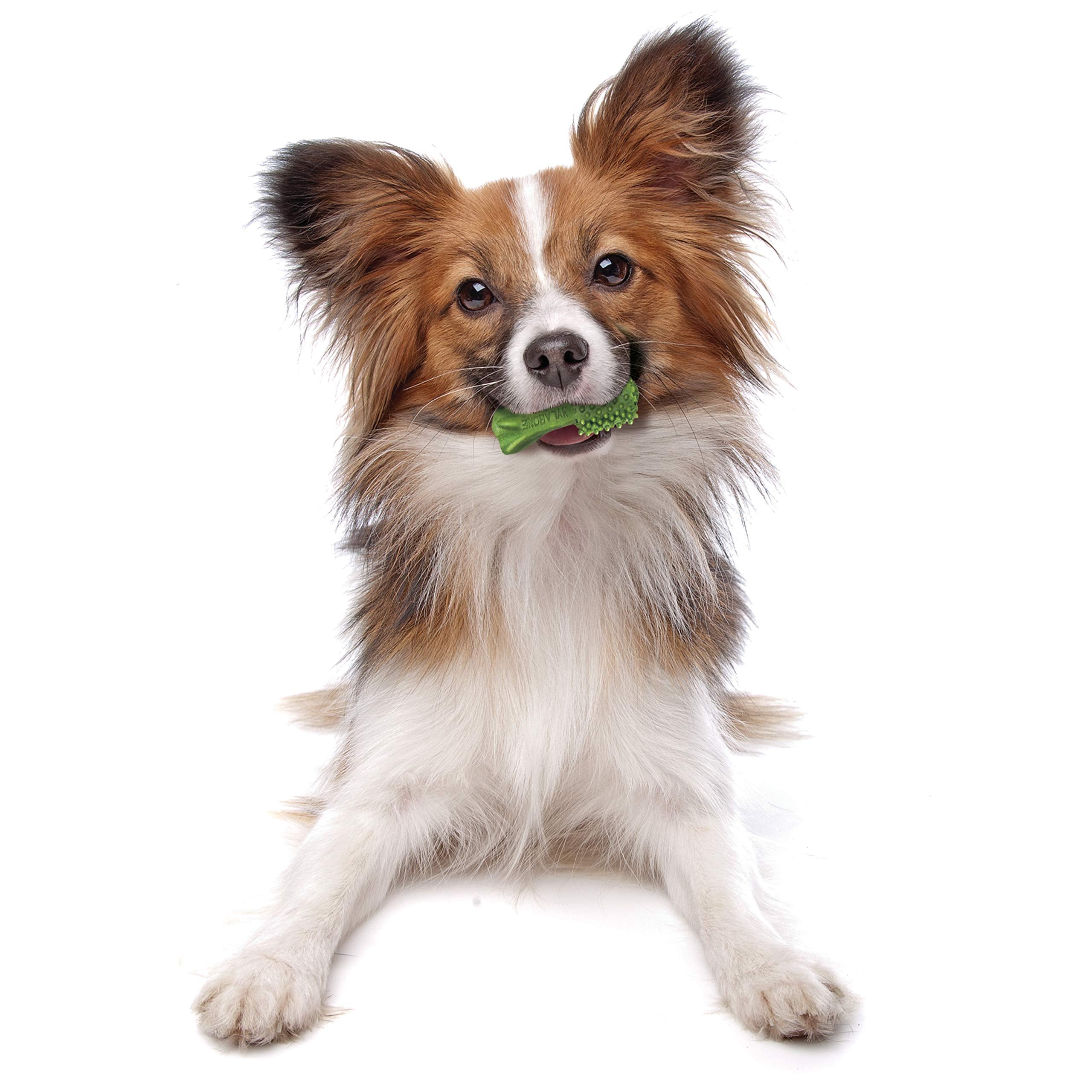 Nylabone Nutri Dent natural dental chews shown during a dog’s treat time.