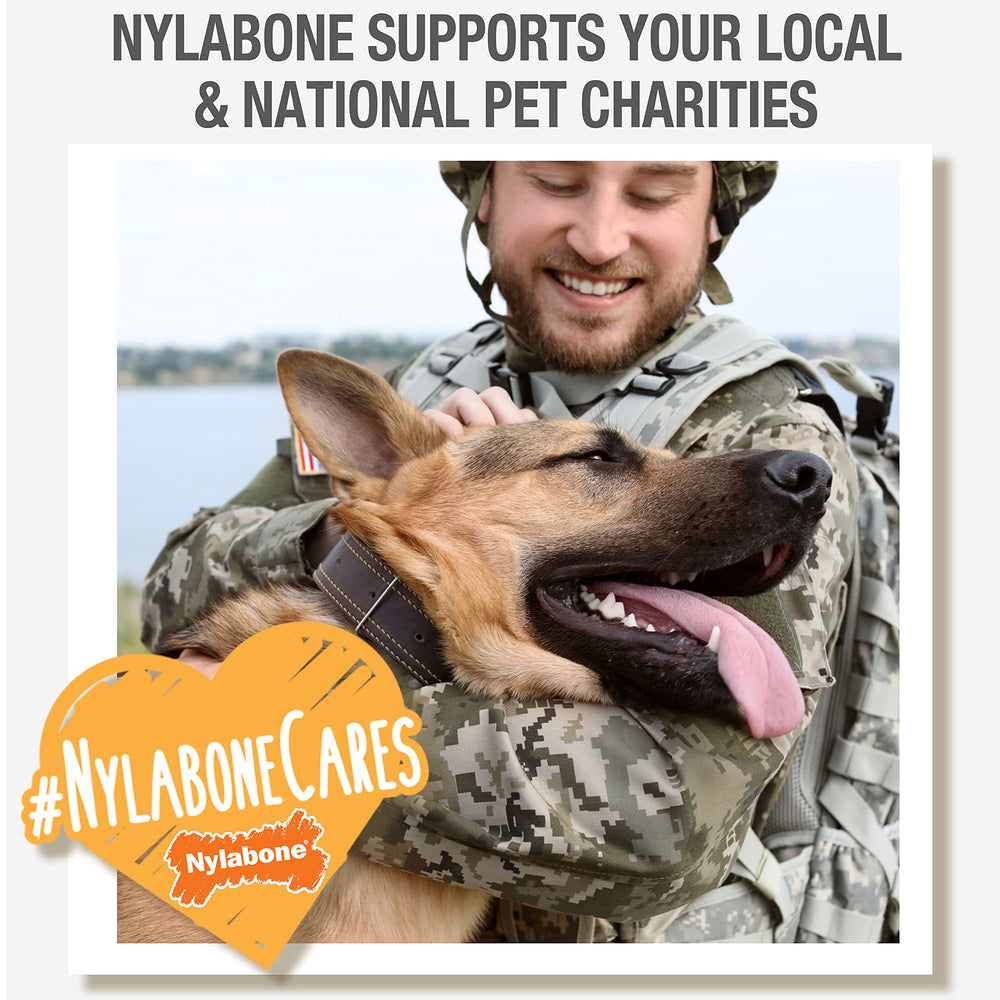 Nylabone Nutri Dent dental chew pack featuring filet mignon flavor.