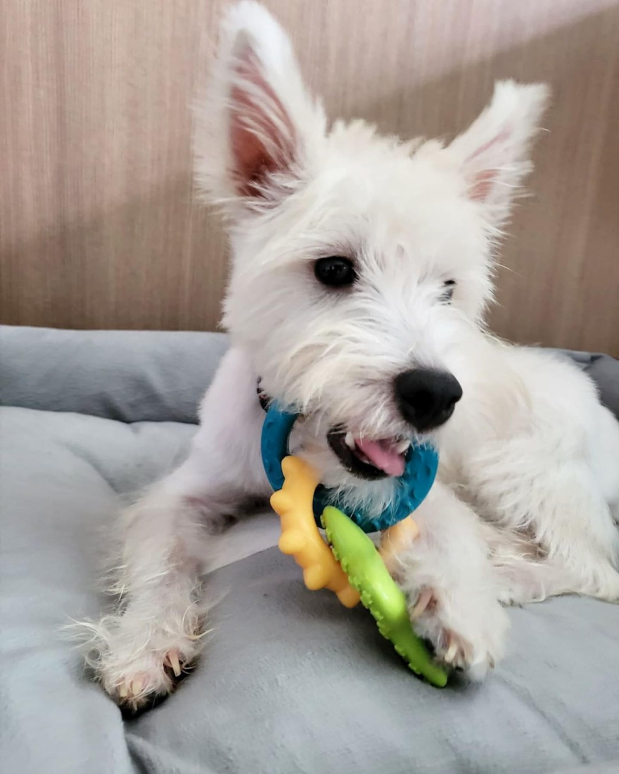 Nylabone Puppy Chew Toy & Treat Bundle Puppy Power Chew ring detail.