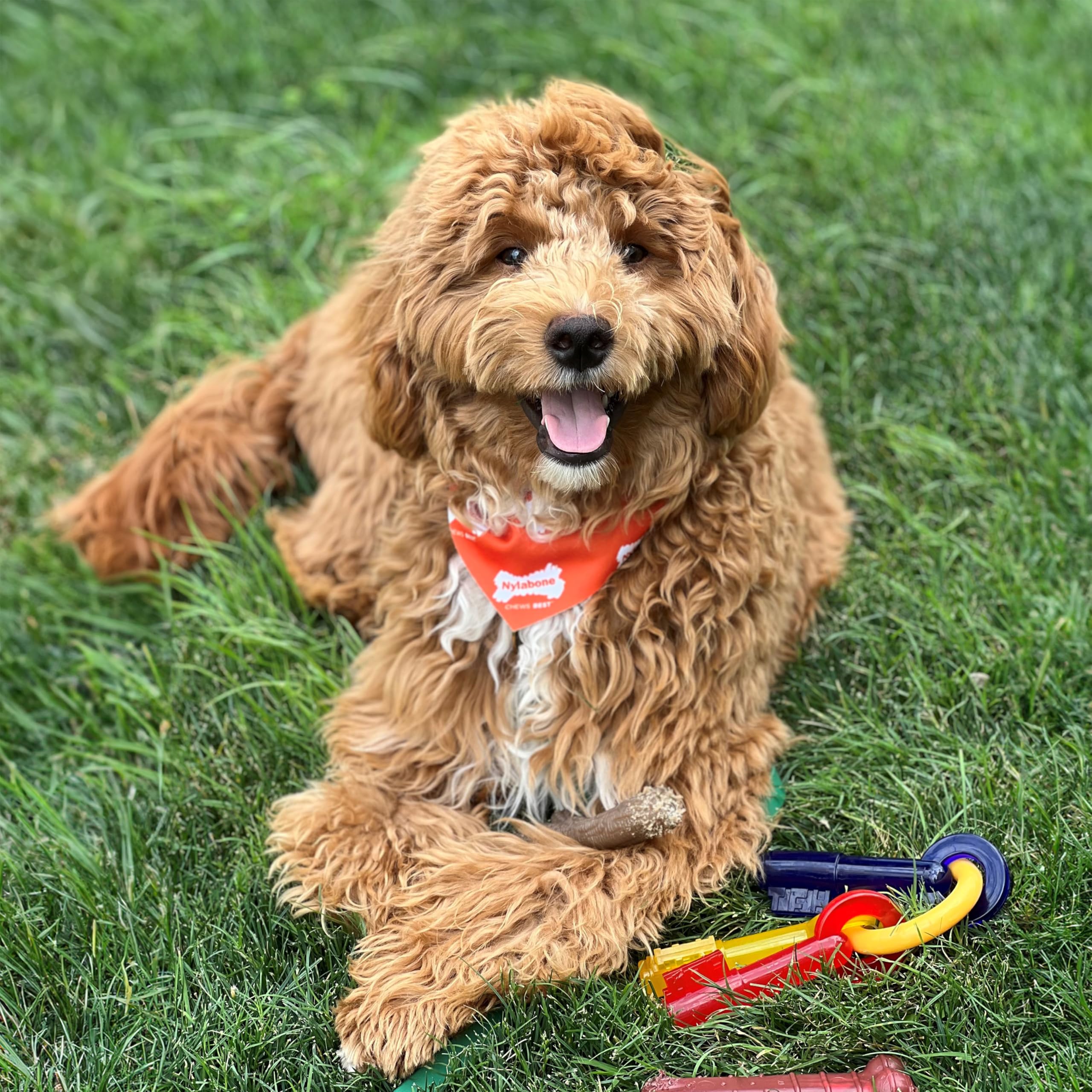Nylabone Puppy Chew Teething Keys with three colorful key shapes.